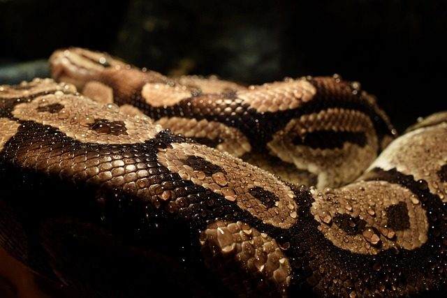 Python OPC客户端在协议互通中的工程观察与实践