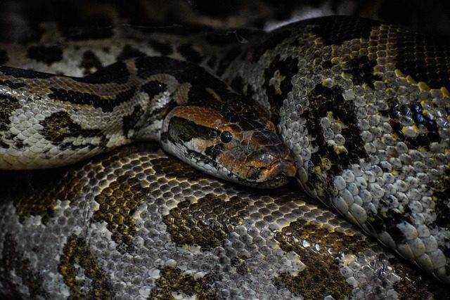 Python OPC客户端在协议互通中的工程观察与实践
